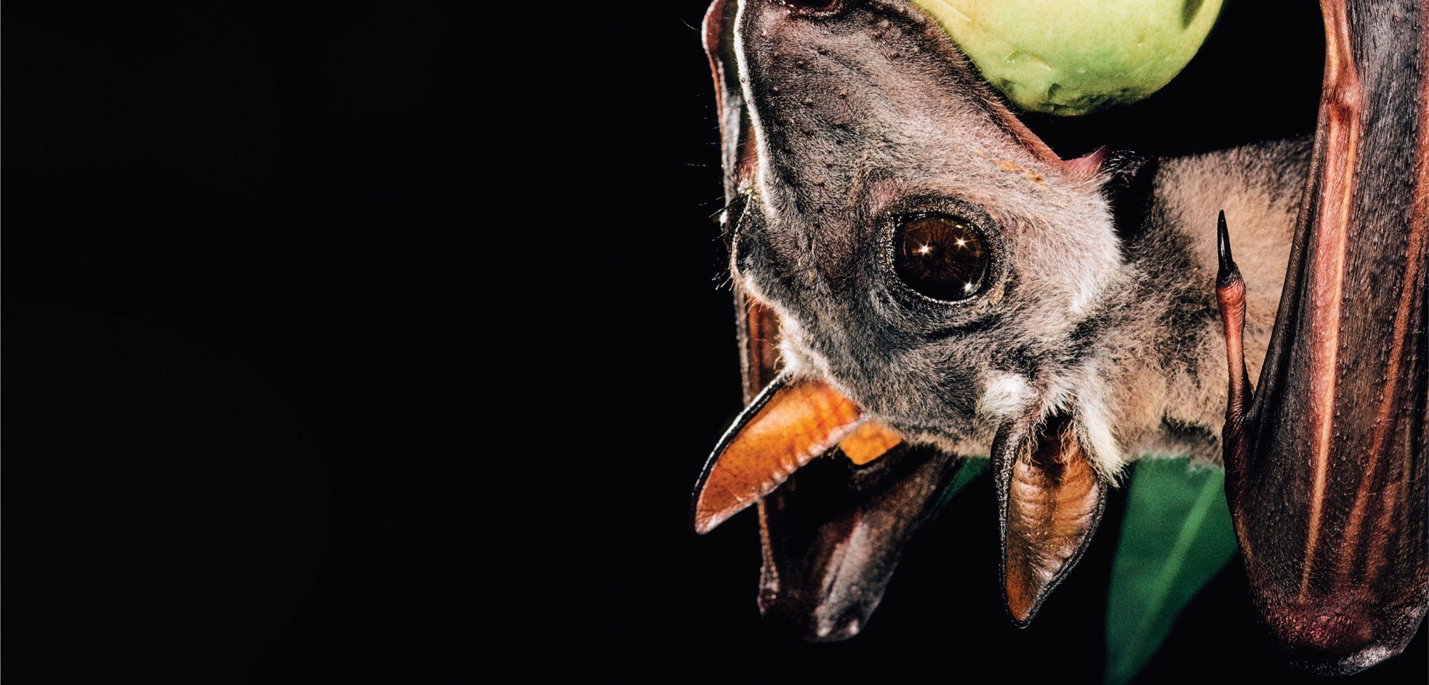 Bat Conservation International - BRIGADE