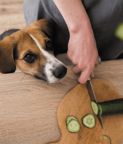 Image of a small dog watching their master cut up a cucumber